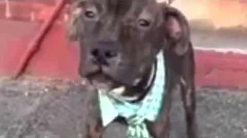 Sam available for adoption!
