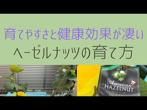 🌹【ガーデニングVoiceVlog】女性にオススメ ヘーゼルナッツ