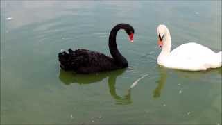 Black Swan & Mute Swan / コクチョウ(黒鳥)とハクチョウ(白鳥)