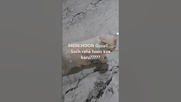 Guzail The Handsome Cat 