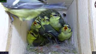 Blaumeisen verlassen das Nest - Blue Tits leave the Nest - 2024 05 13