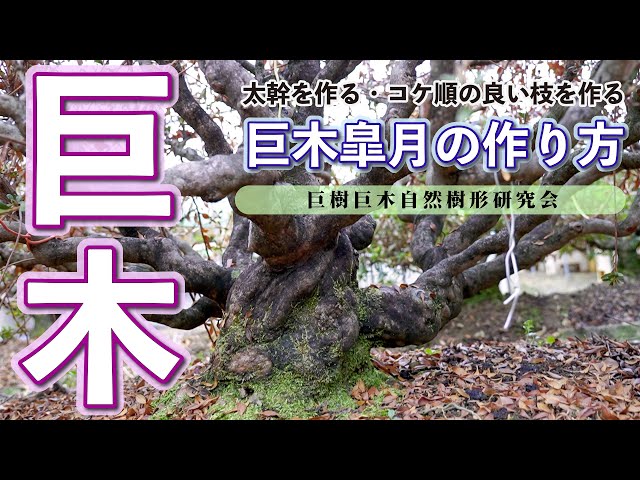 巨木皐月の作り方　太幹・コケ順の良い枝を作る　巨樹巨木自然樹形研究会 class=