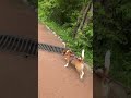 Сабакен марафонец и его способ не подрезать двуногих)