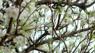 Çiçek Açmış Ağaç Dalları Ambiyansı 1080p 50 fps Full HD