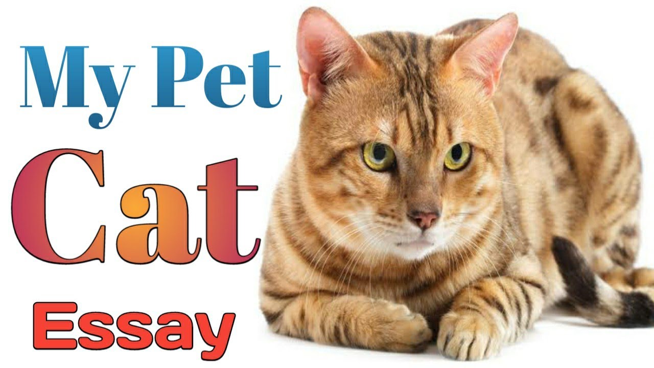 10 Lines On My Pet Cat Short Essay On My Pet Cat In English The Cat