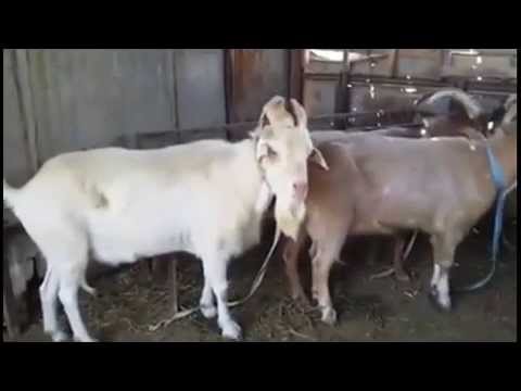 سبحان الله جدي يحلب الحليب