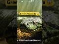 Anaconda in Rainforest 🐍 | Deadly Anaconda Attack in Rainforest 😱