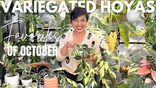Download Lagu 12 Variegated Hoyas That Will Take Your Breath Away 🌿 | My Most Beautiful \u0026 Rare Collection MP3