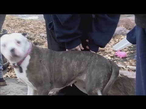 Pit bull chases off burglar, saves nine year-old home alone