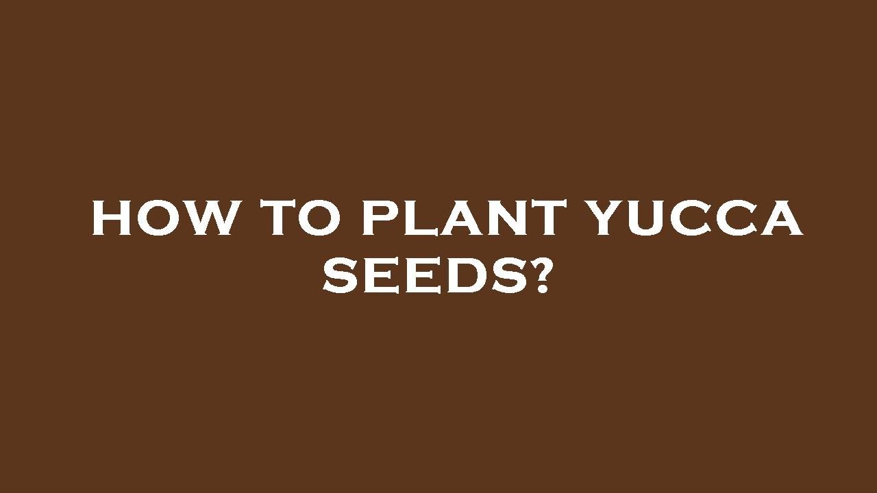 How To Plant Yucca Seeds YouTube How To Plant Yucca Seeds YouTube