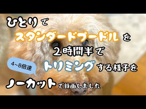 ひとりで【スタンダードプードル】を2時間半でトリミングする様子をノーカットで録画しました！