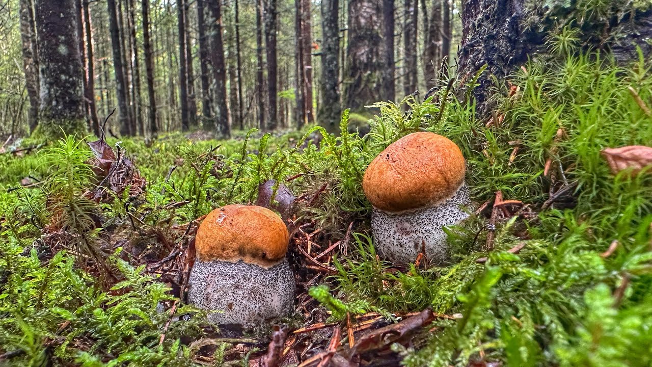 Молодые благородные грибы полезли после дождя | Белые грибы и подосиновики в еловом лесу 2025