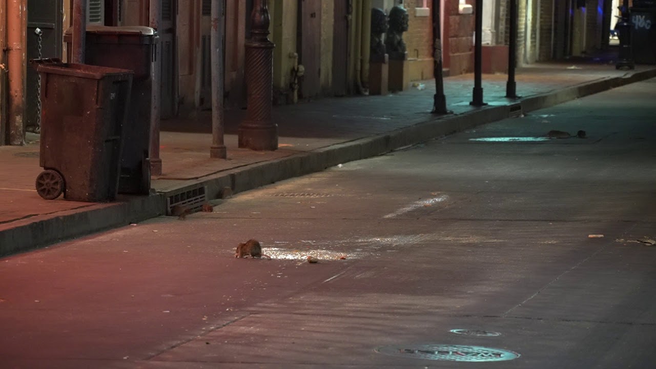 Bourbon Street March 18, 2020 Rat Activity during Corona Virus closure