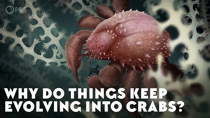 Why Do Things Keep Evolving Into Crabs? - DayDayNews
