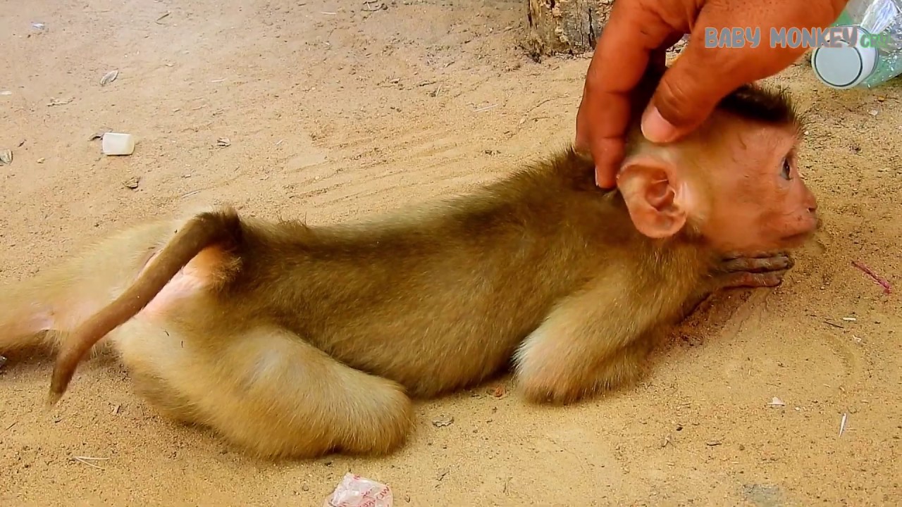 Nurse & clean lai for baby Monkey Axel-Poor Axel feel warm while cameraman do like this,Result is