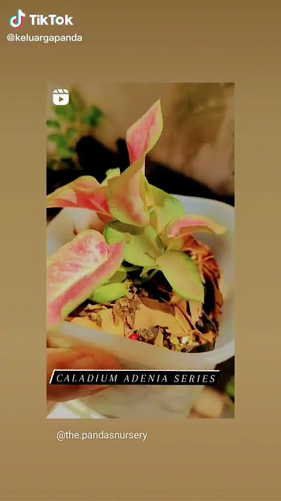 caladium adenia series