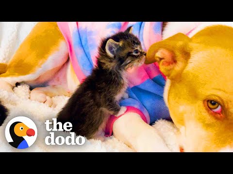 Video: Pet Scoop: Study vindt gelijkenissen tussen honden en peuters, NYPD Station neemt Kitten aan