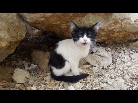 Video: Kış Boyunca Evsiz Kedilere Yardım Etmek