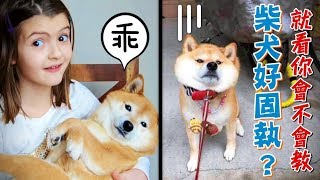 什麼樣的主人，養出什麼樣的柴犬，是真的！～ - 柴犬系列#7