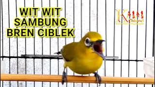 Masteran pleci bren ciblek panjang sambung wit wit , suara jernih