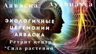 Экологичные церемонии Аяваска, как получить настоящие церемонии Аяваска. ayahuasca