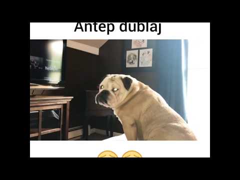 Korku Filmi İzleyen Köpek (ANTEP DUBLAJ)