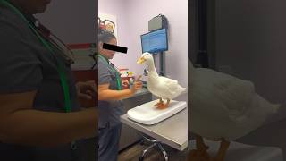 Update On My Pet Duck