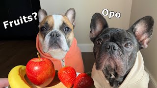 Dog Eating Fruits  Frenchies Magustuhan Kaya Nila ASMR Eh