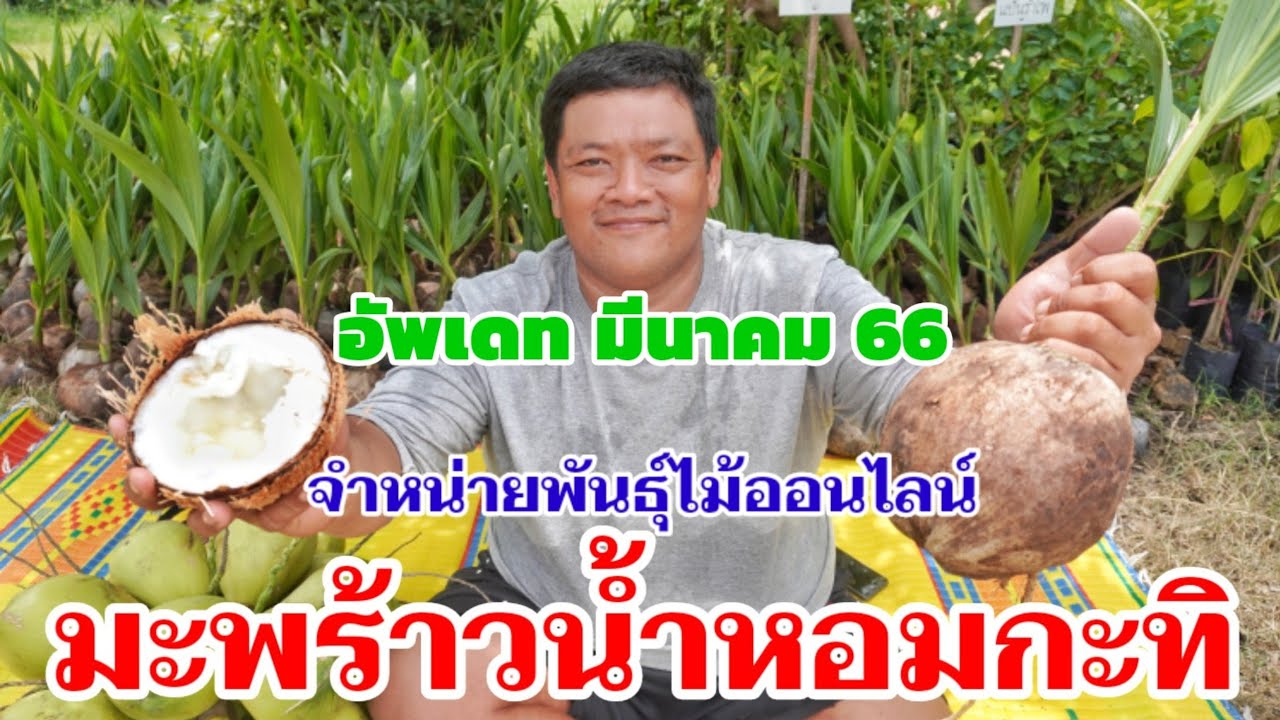 จำหน่ายพันธุ์มะพร้าวน้ำหอม กะทิ ต้นเตี้ย พันธุ์แท้ รับประกันสายพันธุ์ จำหน่ายพันธุ์ไม้ผลออนไลน์