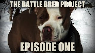 EPISODE ONE  THE BATTLE BRED K9S PROJECT  INTRODUCTION