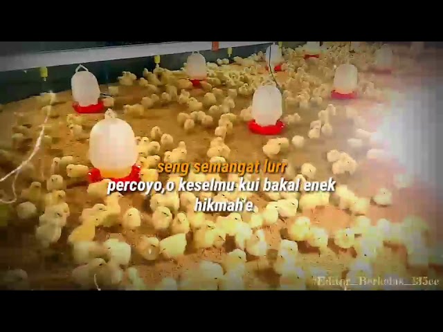 Keren banget !!! Story WA peternak ayam broiler class=