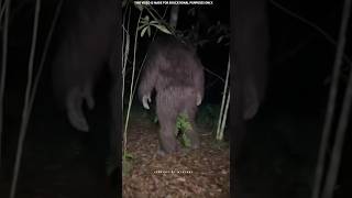 The Yowie Australia Ka Sabse Rahasyamay Creature