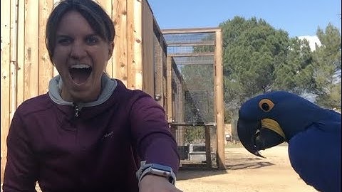 Training a Parrot No or Leave it with Positive Reinforcement