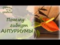 ТОП 5 причин гибели антуриумов