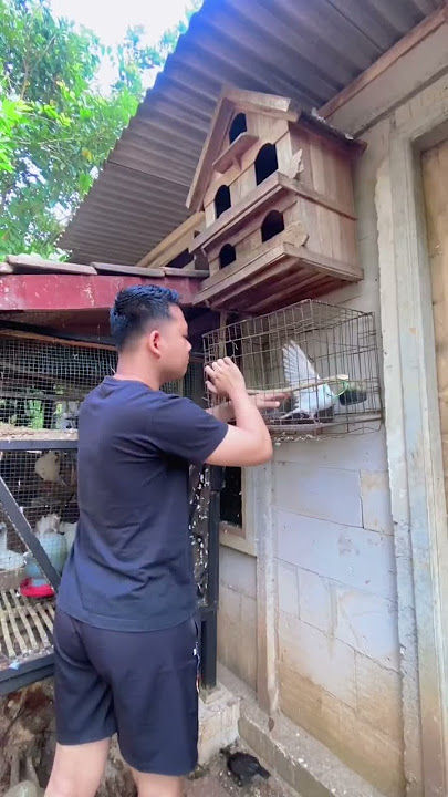 mencoba menangkarkan burung punai tanah part 2 #punai #punaitanah #delimukan