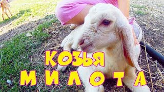 ИЩУ МАМУ И ПАПУ ДЛЯ НАШИХ КОЗОЧЕК! НУБИЙСКАЯ КОЗА ОКОТИЛА КОЗОЧЕК! ПРОДАЖА СРОЧНАЯ И НЕ ДОРОГАЯ! ИЩУ МАМУ И ПАПУ ДЛЯ НАШИХ КОЗОЧЕК! НУБИЙСКАЯ КОЗА ОКОТИЛА КОЗОЧЕК! ПРОДАЖА СРОЧНАЯ И НЕ ДОРОГАЯ!