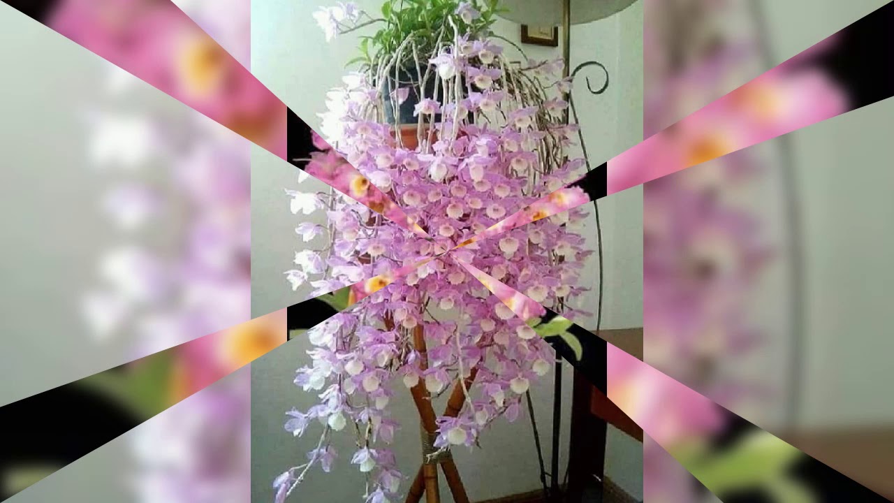 The Flowers Gallery #3