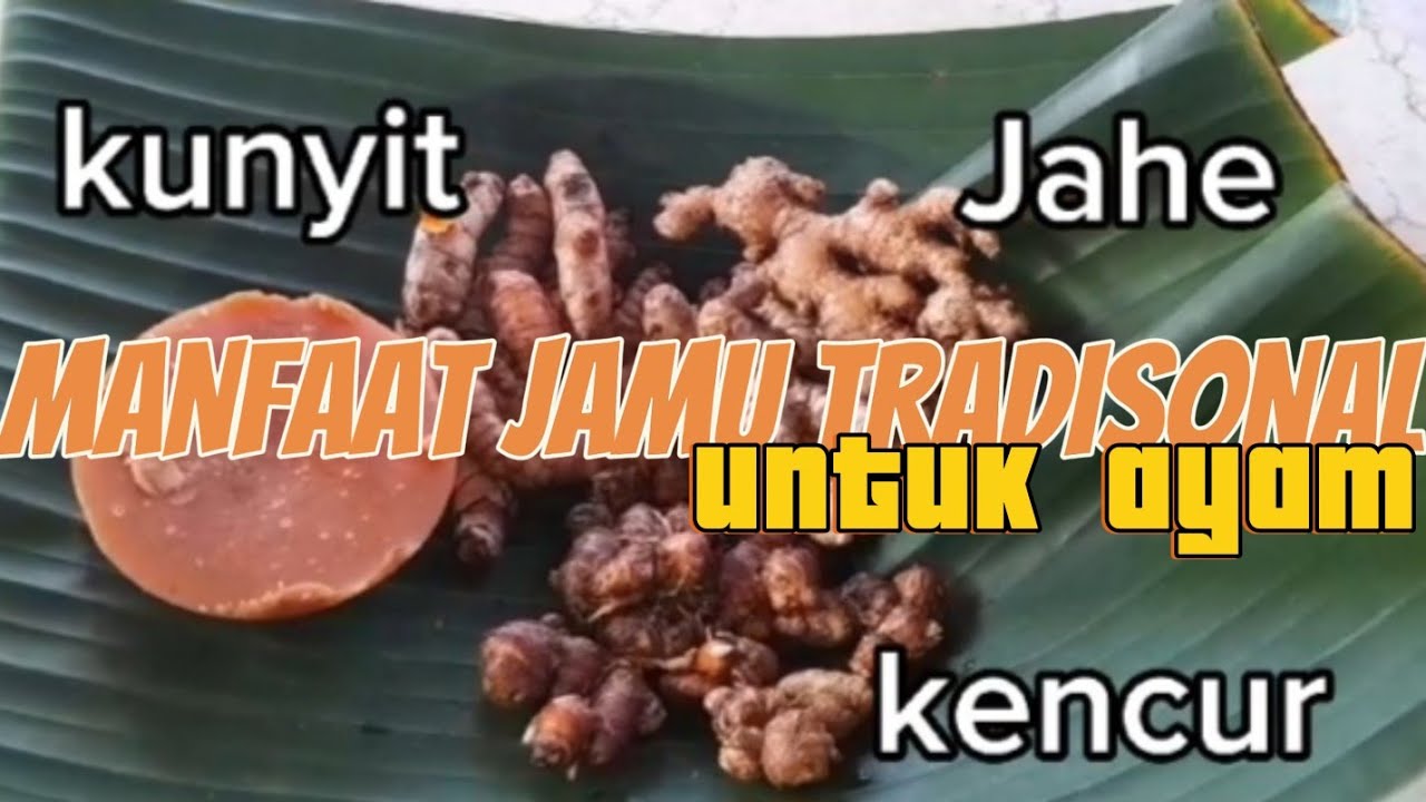 Mengungkap Khasiat  Obat tradisional (Jahe,Kunyit,Kencur) sebagai pencegahan penyakit pada ayam
