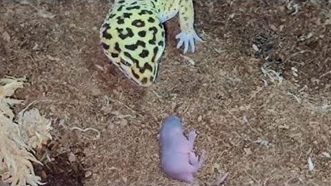 Live Feeding Compilation - Warning ⚠️