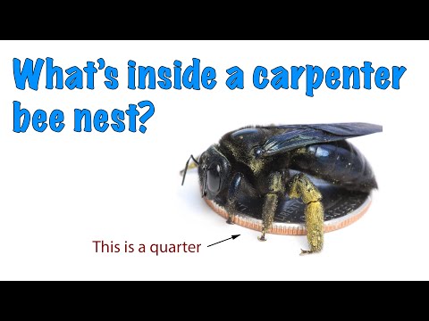 बढ़ई मधुमक्खी के घोंसले के अंदर क्या है?