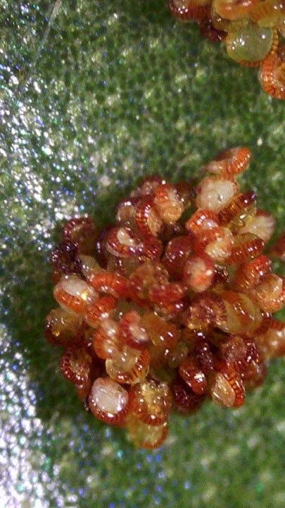 Споры под микроскопом. Папоротник Microsorum Thailandicum - YouTube