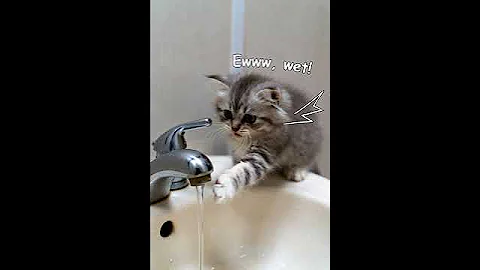 Video 11804631: cat kitten love cute, cat funny love kitten