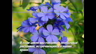 &quot;Сайга-видео&quot; - Удивительные растения России (кассета №1)