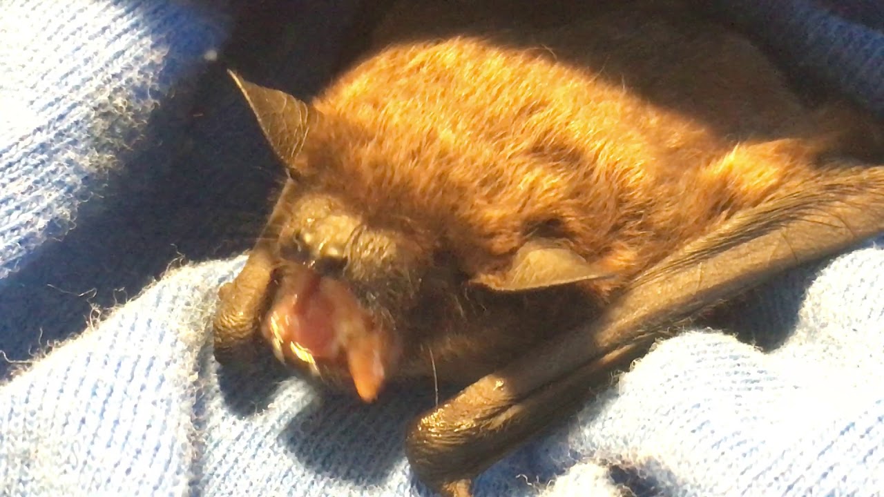 Evening bat eating a mealworm YouTube