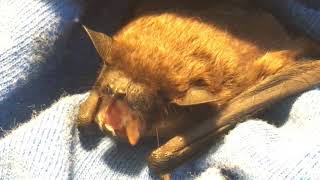 Evening bat eating a mealworm