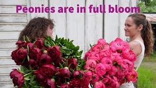 Peonies are in full bloom! Join us on the flower farm as we chat about our favorites | Vlog