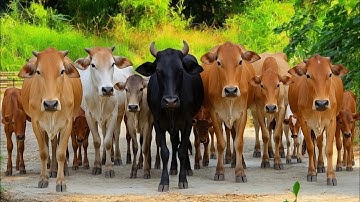 Kerumunan sapi lembu Ternak Beramai-ramai Berjalan Menuju ladang hijau, Suara Sapi Moo, Sapi Lucu