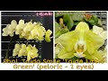 Обзор Посылка с ОрхоРай | Phal. Taida Smile 'Taida Little Green'(peloric – 2 eyes)