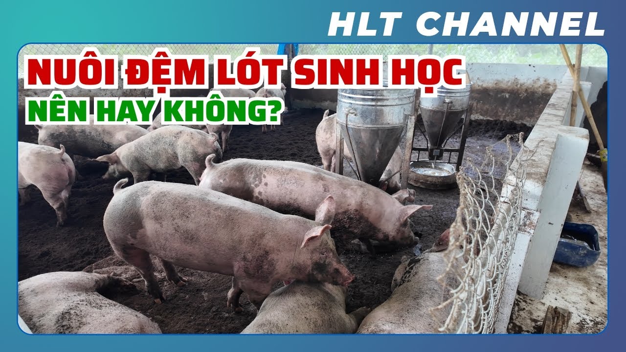 Có Nên Nuôi Lợn Bằng Chuồng Đệm Lót Sinh Học? Những Lưu Ý Khi Xây Chuồng Đệm Lót Sinh Học