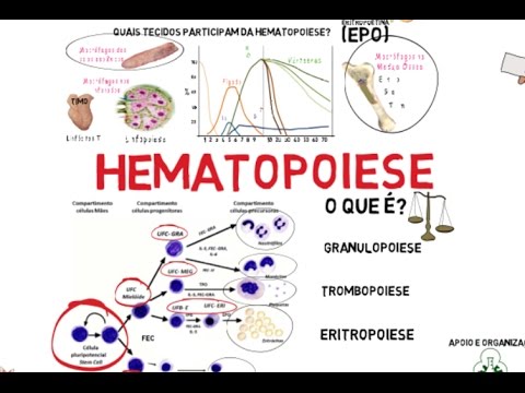 Vídeo: Diferença Entre Hematopoiese E Hemocitoblasto